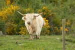 PICTURES/Scotland  Critters/t_Steer (12).JPG